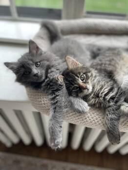 Domestic Long Hair Cats Available for Adoption in Plymouth, Michigan - Mango | PetCurious