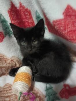 Domestic Short Hair Cats Available for Adoption - Waldo | PetCurious