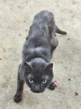 MAELAR -  Domestic Short Hair Cat for Adoption in San Antonio, Texas - MAELAR | PetCurious