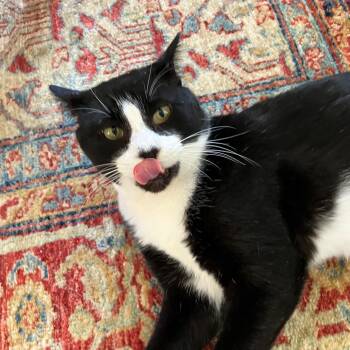 Domestic Short Hair Cats Available for Adoption - Hubert Jones  | PetCurious