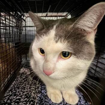 Domestic Short Hair Cats Available for Adoption in Des Moines, Iowa - Link | PetCurious