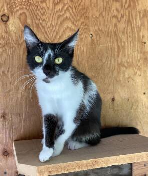 Delta -  Domestic Short Hair Cat for Adoption in Dansville, New York - Delta | PetCurious