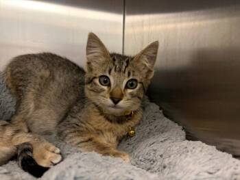 IVY* -  Domestic Short Hair Cat for Adoption in Santa Cruz, California - IVY* | PetCurious