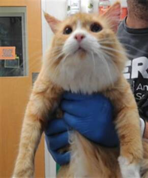 TIANA -  Domestic Long Hair Cat for Adoption in Albuquerque, New Mexico - TIANA | PetCurious