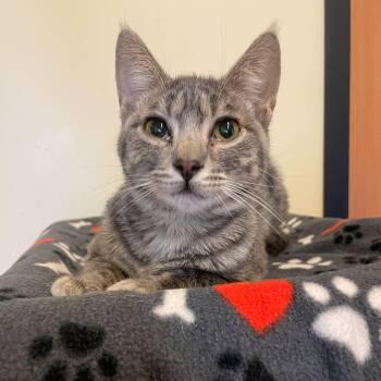 Domestic Short Hair Cats Available for Adoption - Goose | PetCurious
