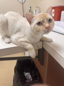 Zathras -  Domestic Short Hair Cat for Adoption in Longmont, Colorado - Zathras | PetCurious