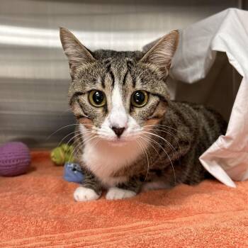 Pepper -  Domestic Short Hair Cat for Adoption in Hailey, Idaho - Pepper | PetCurious