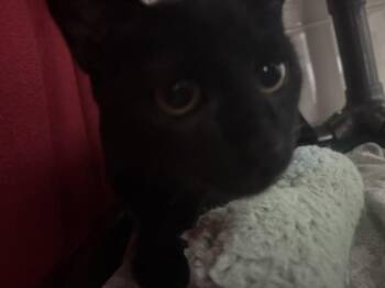 Spyker -  Domestic Short Hair Cat for Adoption in Healdsburg, California - Spyker | PetCurious