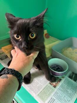 Benny -  Domestic Short Hair Cat for Adoption in Pine Grove, Pennsylvania - Benny | PetCurious