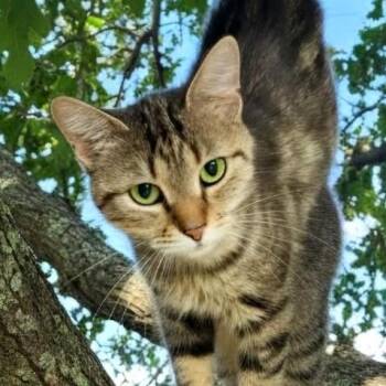 Dory -  Domestic Short Hair Cat for Adoption in Chapel Hill, North Carolina - Dory | PetCurious
