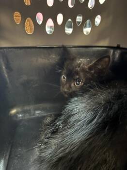 GIYU -  Domestic Short Hair Cat Available for Adoption in Fort Walton Beach, Florida - GIYU | PetCurious