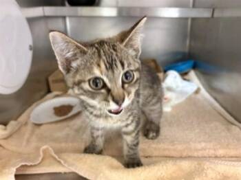 MOLLY -  Domestic Short Hair Cat for Adoption in Fort Wayne, Indiana - MOLLY | PetCurious