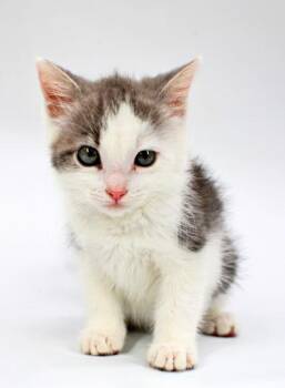 Sriracha -  Domestic Short Hair Cat Available for Adoption in Morton Grove, Illinois - Sriracha | PetCurious