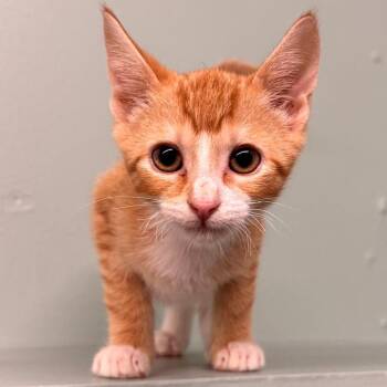 Delta -  Domestic Short Hair Cat for Adoption in Pittsford, Vermont - Delta | PetCurious