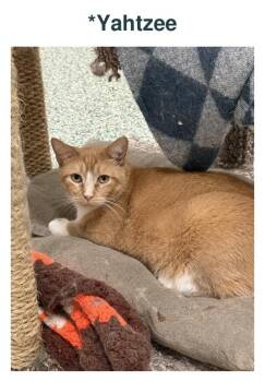Yahtzee -  Domestic Short Hair Cat for Adoption in Richland Center, Wisconsin - Yahtzee | PetCurious