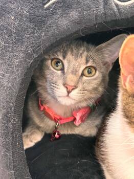 Ash -  Domestic Short Hair Cat for Adoption in Wilmington, North Carolina - Ash | PetCurious