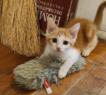 Rocket -  Domestic Short Hair Cat for Adoption in Waynetown, Indiana - Rocket | PetCurious