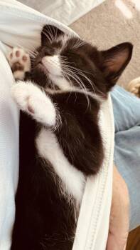 Pepe -  Domestic Short Hair Cat for Adoption in Hudson, New Hampshire - Pepe | PetCurious