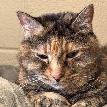 Reese -  Domestic Short Hair Cat for Adoption in Midland, Texas - Reese | PetCurious