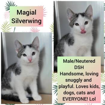 Silverwing -  Domestic Short Hair Cat for Adoption in Beaverton, Oregon - Silverwing | PetCurious