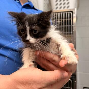 Brownie -  Domestic Medium Hair Cat for Adoption in New York, New York - Brownie | PetCurious