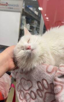 Turkish Angora Cats Available for Adoption - Parmesan | PetCurious