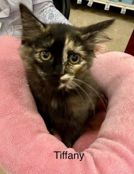 Tiffany -  Domestic Long Hair Cat for Adoption in Safety Harbor, Florida - Tiffany | PetCurious