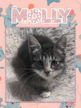 Molly -  Tabby Cat for Adoption in Pasco, Washington - Molly | PetCurious