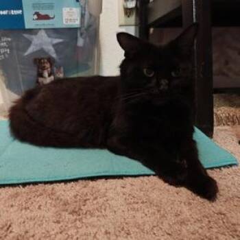 Domestic Medium Hair Cats Available for Adoption - Blacky | PetCurious