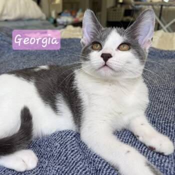 Georgia -  Domestic Short Hair and Russian Blue Cat for Adoption in Yorba Linda, California - Georgia | PetCurious