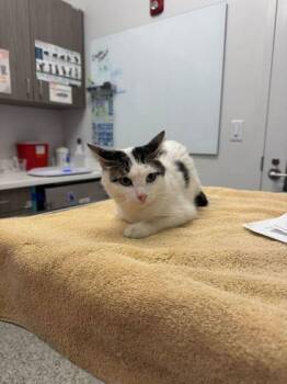 Domestic Short Hair Cats Available for Adoption in Kansas City, Missouri - JESSICA! | PetCurious