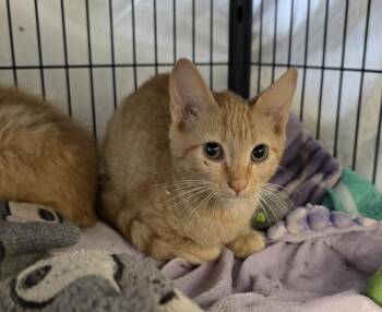 Waltz -  Domestic Short Hair Cat for Adoption in Dickson, Tennessee - Waltz | PetCurious
