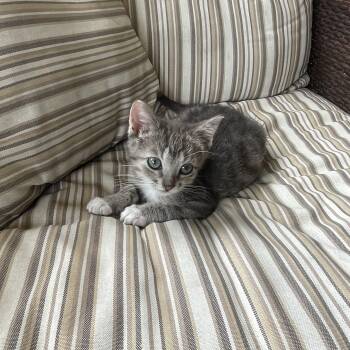 Yoda -  Domestic Short Hair Cat for Adoption in Mineral Point, Wisconsin - Yoda | PetCurious