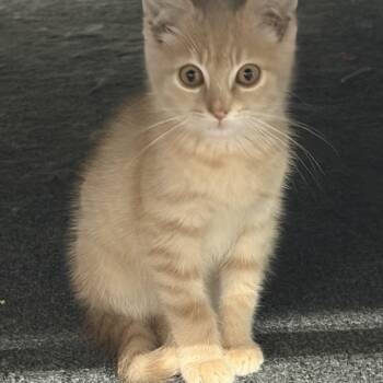 Charlie -  Tabby and Domestic Medium Hair Cat for Adoption - Charlie | PetCurious