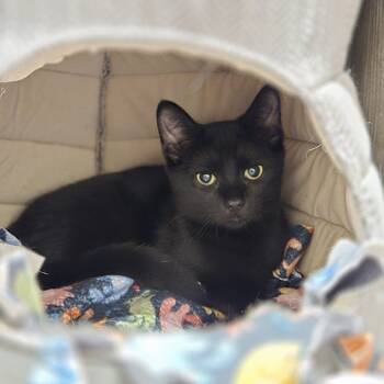 Rescue Domestic Short Hair Cats for Adoption in Puslinch, Ontario - Diesel | PetCurious