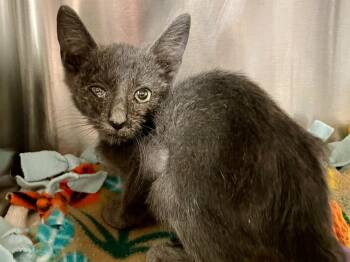 Rescue Domestic Short Hair Cats for Adoption in Chico, California - Shea | PetCurious