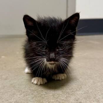 Havoc -  Domestic Short Hair Cat for Adoption in Cody, Wyoming - Havoc | PetCurious