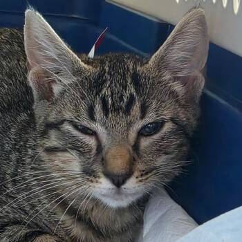 Courtney -  Domestic Short Hair Cat for Adoption in Leander, Texas - Courtney | PetCurious