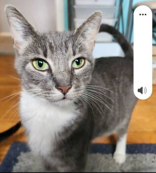 Rescue Domestic Short Hair Cats for Adoption in Trenton, New Jersey - Leilani | PetCurious
