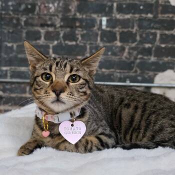 Liam -  Tabby Cat for Adoption in New Orleans, Louisiana - Liam | PetCurious