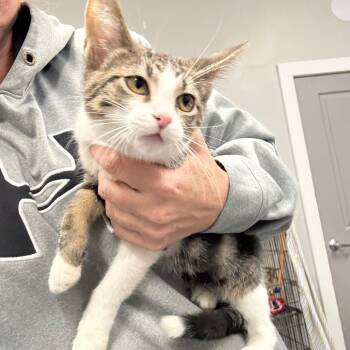 Rescue Domestic Short Hair Cats for Adoption in Normal, Illinois - Squirrel | PetCurious