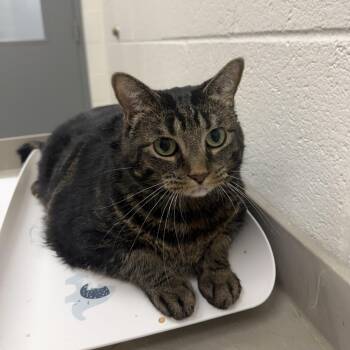 Mamba -  Domestic Short Hair Cat for Adoption in Grand Rapids, Michigan - Mamba | PetCurious