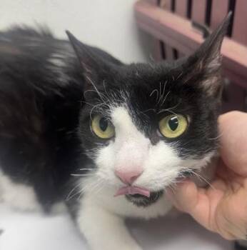 Domestic Short Hair Cats Available for Adoption in West Chester, Pennsylvania - Queenie | PetCurious