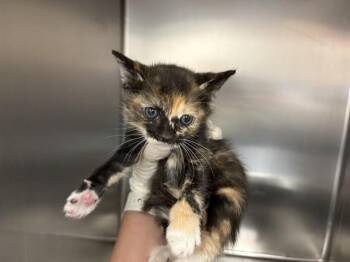 LOISE -  Domestic Short Hair Cat for Adoption in Thousand Palms, California - LOISE | PetCurious