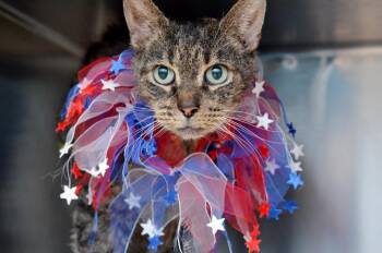 Domestic Short Hair and Tiger Cats Available for Adoption in Sanford, Florida - Gino | PetCurious