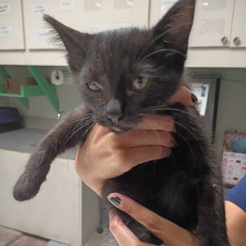 Rescue Domestic Short Hair Cats for Adoption in Dallas, Texas - Nightfall | PetCurious