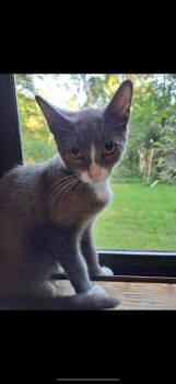 Rescue Domestic Short Hair Cats for Adoption in Greenwich Township, New Jersey - Barrel | PetCurious