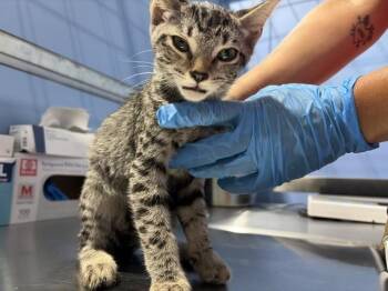 VICTOR -  Domestic Short Hair Cat for Adoption in San Bernardino, California - VICTOR | PetCurious