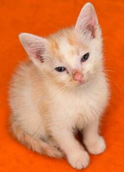 Ophelia -  Domestic Short Hair Cat for Adoption in Columbia, Tennessee - Ophelia | PetCurious