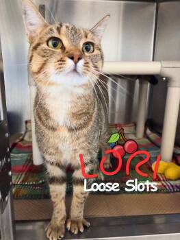 Lori Loose Slots -  Domestic Short Hair Cat for Adoption in Nevada, Iowa - Lori Loose Slots | PetCurious